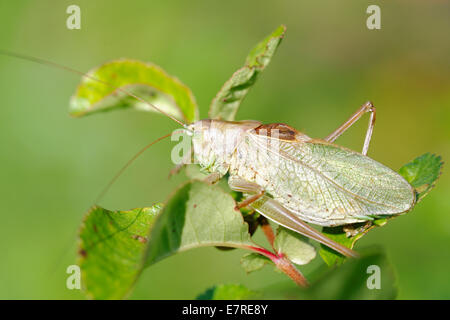 Tettigonia Cantans ist eine Art aus der Familie Tettigoniidae Unterfamilie Tettigoniinae Katydids. Stockfoto