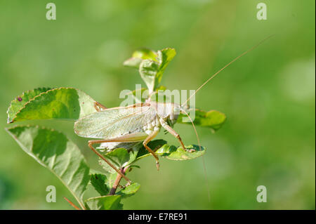 Tettigonia Cantans ist eine Art aus der Familie Tettigoniidae Unterfamilie Tettigoniinae Katydids. Stockfoto