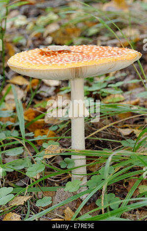 Amanita Muscaria, allgemein bekannt als der Fliegenpilz oder Fly Amanita ist ein Basidiomycete der giftigen und psychoaktiven Pilz. Stockfoto