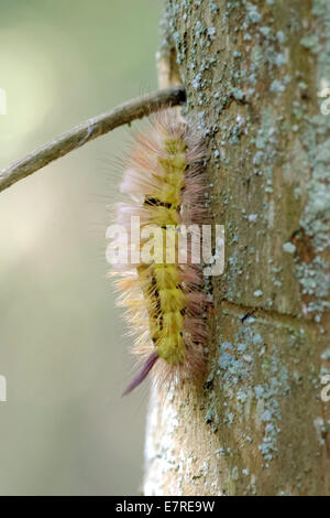 Blasse Grasbüschel (Calliteara Pudibunda) ist ein Schmetterling der Familie Lymantriidae. Es findet sich in Europa und Anatolien. Stockfoto