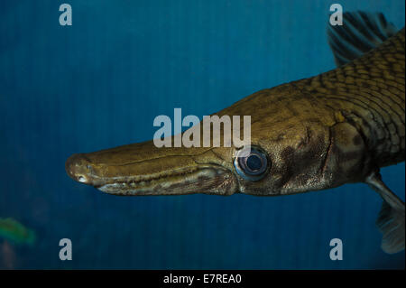 Kaimanfisch (Lepisosteus Oculatus) entdeckt, ein primitiver Süßwasserfisch, Lepisosteidae, Nordamerika fischt Roberto Nistri Aquarium aqu Stockfoto