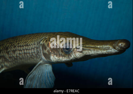 Kaimanfisch (Lepisosteus Oculatus) entdeckt, ein primitiver Süßwasserfisch, Lepisosteidae, Nordamerika fischt Roberto Nistri Aquarium aqu Stockfoto