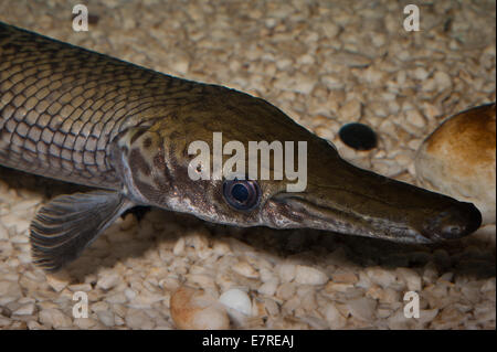 Kaimanfisch (Lepisosteus Oculatus) entdeckt, ein primitiver Süßwasserfisch, Lepisosteidae, Nordamerika fischt Roberto Nistri Aquarium aqu Stockfoto