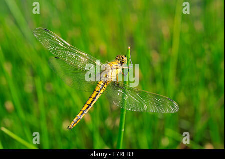 Vagrant Darter, Sympetrum Vulgatum, Libellulidae, Rascino Plateau, Rieti, Lazio, Italien, Europa Stockfoto