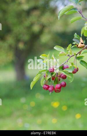 Malus Hupehensis. Hupeh Holzapfel Stockfoto