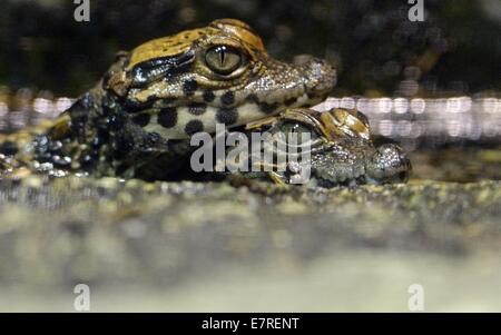 Leipzig, Deutschland. 23. Sep, 2014. Zwei kleinen winzigen Zwerg-Krokodil-Gipfel über der Wasseroberfläche in einem Terrarium im Zoo Leipzig, Deutschland, 23. September 2014. Einige Zwerg Krokodil im Zoo am 11. September 2014 geschlüpft. Die Arten, die ursprünglich Sumpfgebieten in West- und Zentralafrika lebt, werden von Experten als vom Aussterben bedroht. Der Zoo hat Panade Zwerg Krokodile erfolgreich seit 1996 und hat die Aufgabe der Koordination der Europäischen Breaders Verein übernommen. Stockfoto