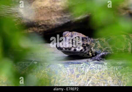 Leipzig, Deutschland. 23. Sep, 2014. Ein winziger Zwerg Krokodil Gipfeln über der Wasseroberfläche in einem Terrarium im Zoo Leipzig, Deutschland, 23. September 2014. Einige Zwerg Krokodil im Zoo am 11. September 2014 geschlüpft. Die Arten, die ursprünglich Sumpfgebieten in West- und Zentralafrika lebt, werden von Experten als vom Aussterben bedroht. Der Zoo hat Panade Zwerg Krokodile erfolgreich seit 1996 und hat die Aufgabe der Koordination der Europäischen Breaders Verein übernommen. Stockfoto