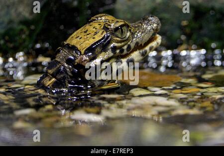 Leipzig, Deutschland. 23. Sep, 2014. Ein winziger Zwerg Krokodil Gipfeln über der Wasseroberfläche in einem Terrarium im Zoo Leipzig, Deutschland, 23. September 2014. Einige Zwerg Krokodil im Zoo am 11. September 2014 geschlüpft. Die Arten, die ursprünglich Sumpfgebieten in West- und Zentralafrika lebt, werden von Experten als vom Aussterben bedroht. Der Zoo hat Panade Zwerg Krokodile erfolgreich seit 1996 und hat die Aufgabe der Koordination der Europäischen Breaders Verein übernommen. Stockfoto