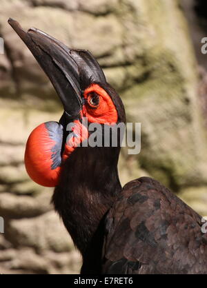 Ältere männliche südliche Hornrabe (Bucorvus Leadbeateri, ehemals B. Cafer) Nahaufnahme des Kopfes und aufgeblasenen Beutel Stockfoto