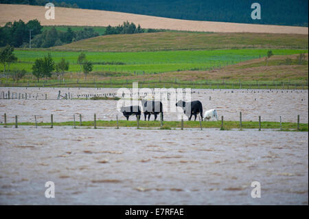 Rinder, die auf der Suche nach einem Fluchtweg auf Freiheit von überfluteten Felder nach Starkregen in Schottland.  SCO 9114 Stockfoto