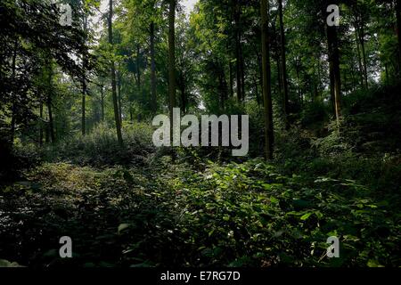 Dense Undergrowth In A Beech Forest On A Late Summer Morning After Rain Stockfoto