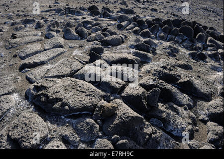 Vulkangestein Nahaufnahme, Ross Meer, Kap Royds, Antarktis. Stockfoto