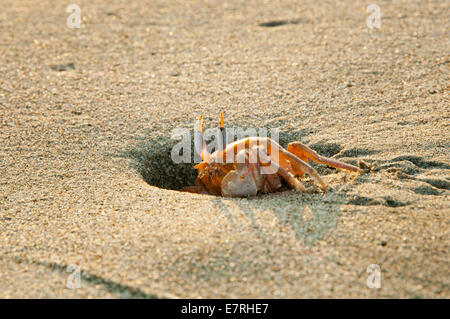 Bemalte Ghost Krabben (Ocypode Gaudichaudii) ergibt sich aus Loch im Sand Stockfoto