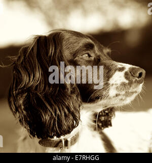 Sepia Porträt Viereck ein Springer Spaniel Hund Aalen in der Sonnenlicht schnüffeln die Brise Stockfoto