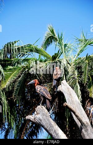 Südliche Hornrabe oder Cafer (Bucorvus Leadbeateri) thront auf einem Baum. Stockfoto