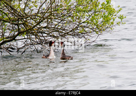 Paar große Crested Haubentaucher anzeigen bei Cheshunt, Herts Stockfoto