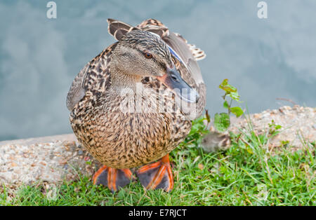 Weibliche Stockente sitzen am Ufer des Flusses Lea / Lee bei Cheshunt, Herts Stockfoto