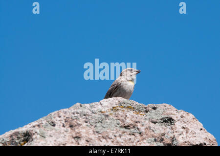 Ein Rock-Spatz thront auf einem Felsen in Kappadokien Stockfoto