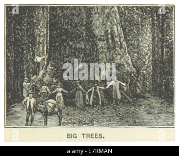 Diese Illustration aus dem Jahr 1891 zeigt die Big Trees von Kalifornien und konzentriert sich auf die riesigen Mammutbäume und Mammutbäume. Diese Bäume sind bekannt für ihre enorme Größe und sind ein wichtiges Merkmal des kalifornischen Naturerbes. Stockfoto