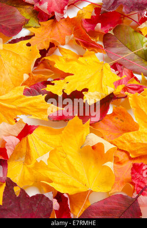 Nahaufnahme von einer Mischung der Blätter zu Spitzenzeiten Herbst Farbe einen schöne Herbst-Hintergrund schafft. Warmen Studiobeleuchtung mit einer Softbox. Stockfoto