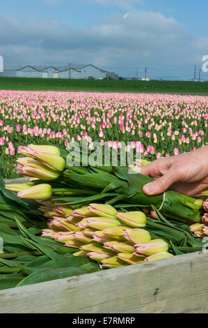 Frisch gepflückten Tulpen in LA Conner Washington USA Stockfoto