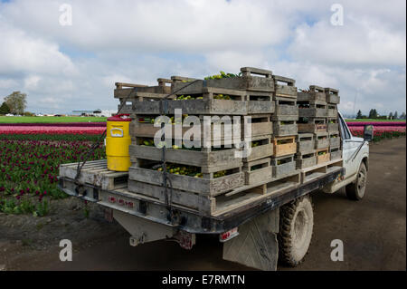 LKW beladen mit frisch pflücken Tulpen für den Markt. La Conner Washington USA Stockfoto