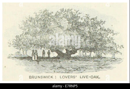 Eine 1891 gezeigte Karte und Zeichnung von Brunswick, Georgia, mit Lovers-Oak. Dieses Vintage-Kunstwerk fängt die natürliche Schönheit und historische Bedeutung der Eiche und der Gegend ein. Stockfoto