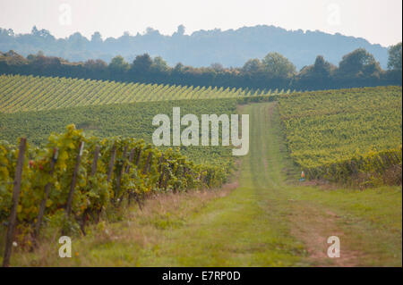 Denbies Weingut, Surrey, England UK. 23. September 2014. Herbstfarben im Laub auf Englands größte Weingut in der Nähe von Dorking. Bildnachweis: Malcolm Park Leitartikel/Alamy Live-Nachrichten Stockfoto