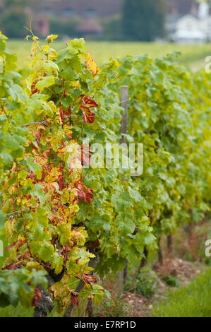 Denbies Weingut, Surrey, England UK. 23. September 2014. Herbstfarben im Laub auf Englands größte Weingut in der Nähe von Dorking. Bildnachweis: Malcolm Park Leitartikel/Alamy Live-Nachrichten Stockfoto