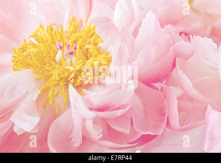 Leichte rosa gelbe Pfingstrose Blüte Pfingstrosen High-Key Floral