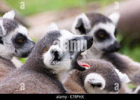 Bristol, UK. 23. Sep, 2014. Die wilden Ort-Projekt wurde von Bristol Zoo im Jahr 2013 eröffnet. Der Ring Tailed Lemuren sind eine beliebte Attraktion und repräsentieren die Tierwelt Madagaskars. Heute zusammengekauert sie Slepts in den frühen Herbst-Sonne, bis der Halter mit ihrer Nahrung kamen. Erwachen langsam sie wurden bald in den Genuss ihrer Mahlzeit gemischtes Gemüse. Ein Teil des Eintrittspreises geht in Richtung unterstützende Lemuren und Erziehung Dorfbewohner in Madagaskar. Bildnachweis: Herr Standfast/Alamy Live-Nachrichten Stockfoto