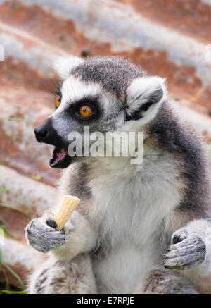 Bristol, UK. 23. Sep, 2014. Die wilden Ort-Projekt wurde von Bristol Zoo im Jahr 2013 eröffnet. Der Ring Tailed Lemuren sind eine beliebte Attraktion und repräsentieren die Tierwelt Madagaskars. Heute zusammengekauert sie Slepts in den frühen Herbst-Sonne, bis der Halter mit ihrer Nahrung kamen. Erwachen langsam sie wurden bald in den Genuss ihrer Mahlzeit gemischtes Gemüse. Ein Teil des Eintrittspreises geht in Richtung unterstützende Lemuren und Erziehung Dorfbewohner in Madagaskar. Bildnachweis: Herr Standfast/Alamy Live-Nachrichten Stockfoto