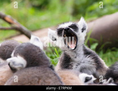 Bristol, UK. 23. Sep, 2014. Die wilden Ort-Projekt wurde von Bristol Zoo im Jahr 2013 eröffnet. Der Ring Tailed Lemuren sind eine beliebte Attraktion und repräsentieren die Tierwelt Madagaskars. Heute schliefen sie zusammengekauert in der frühen Herbst-Sonne, bis der Halter mit ihrer Nahrung kamen. Erwachen langsam sie wurden bald in den Genuss ihrer Mahlzeit gemischtes Gemüse. Ein Teil des Eintrittspreises geht in Richtung unterstützende Lemuren und Erziehung Dorfbewohner in Madagaskar. Bildnachweis: Herr Standfast/Alamy Live-Nachrichten Stockfoto