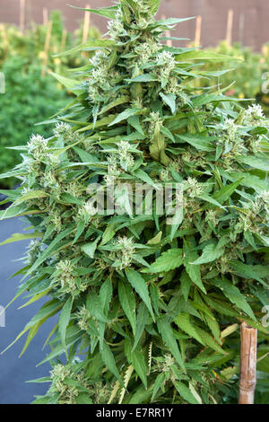 "Harlekin" Hybrid blühenden Cannabispflanze. Stockfoto