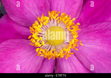 Makro Fotografieren von der Pollen bedeckt Staubblätter von A japanische Anenome Hupehensis Windflower oder Veilchenart Stockfoto