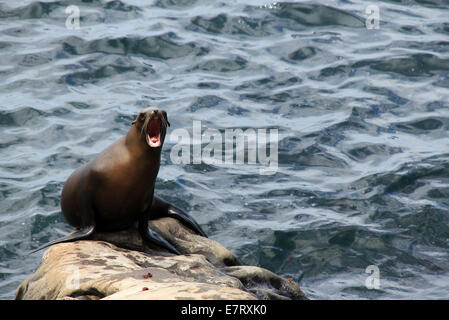 Kalifornien Seelöwe (Zalophus Californianus) mit offenem Mund, sitzt auf einem Felsen, La Holla, Kalifornien, USA Stockfoto