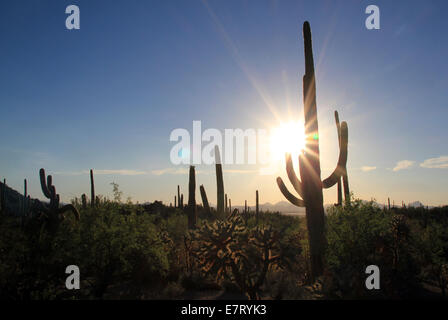 Sunset Over Saguaro National Park, Tucson, Arizona, USA Stockfoto