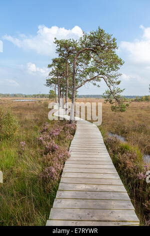 Holzsteg über Feuchtgebiete Stockfoto