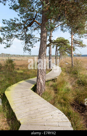 Holzsteg über Feuchtgebiete Stockfoto