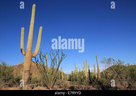 Saguaro Kakteen (Carnegiea Gigantea) im Saguaro National Park, Tucson, Arizona, USA Stockfoto