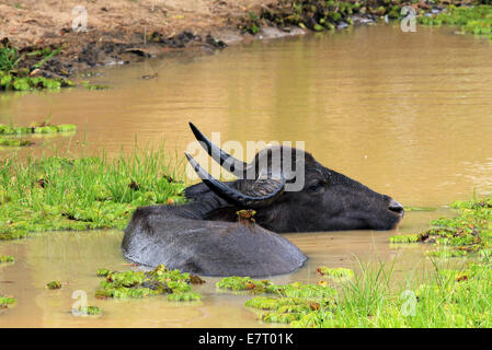 Asiatische Wasserbüffel (Bubalus beispielsweise) in einem Teich, Yala-Nationalpark, Sri Lanka Stockfoto