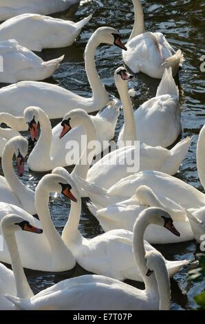 Höckerschwäne gefüttert an den Ufern des Flusses Avon, London, Vereinigtes Königreich Stockfoto