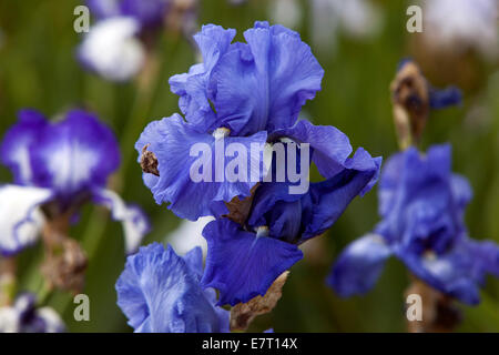 Tall Bearded Iris, Iris Blume blau Iris Stockfoto