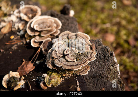 Trametes versicolor nicht essbaren Pilz namens Türkei Heck Stockfoto