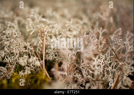 Cladonia Rangiferina Detail, genannt Rentier Moos Flechten Stockfoto