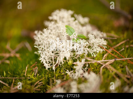 Cladonia Rangiferina Büschel Flechten Stockfoto