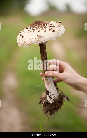 Macrolepiota Procera essbaren Pilz Parasol Pilz namens Stockfoto