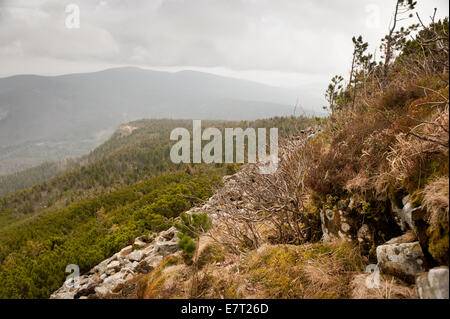 Polnischen Berge Landschaft und Pinus Mugo wachsen in Babia Gora Stockfoto