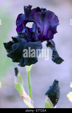 Black Iris Flower hoch Bartlilie 'Black Dragon' Dunkle Iris Hochformat Stockfoto