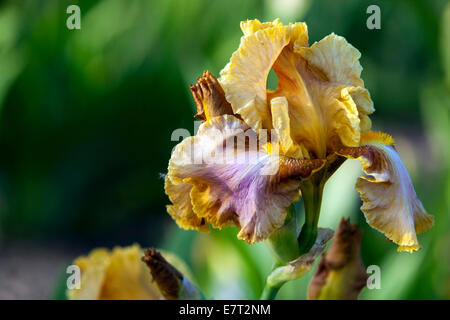 Große bärtige Iris „Evolution“ Stockfoto